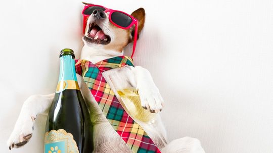 Pretend to Make Some Drunken Decisions and We'll Tell You what Kind of Dog You Are!
