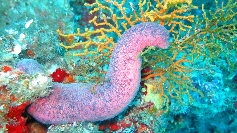 Sea Cucumber Do You Know Which Phylum These Animals Belong To 27