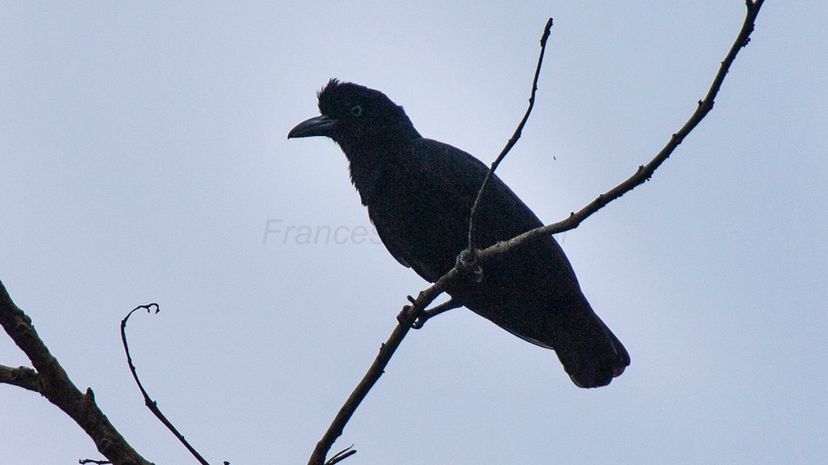 Umbrellabird