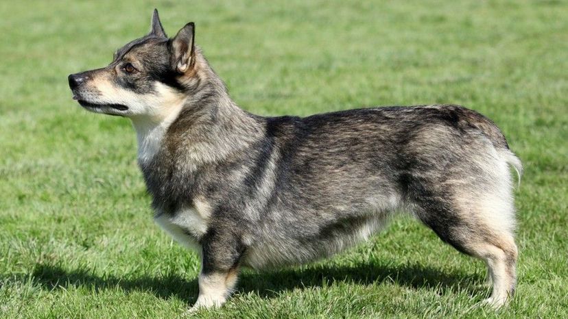 Swedish Vallhund