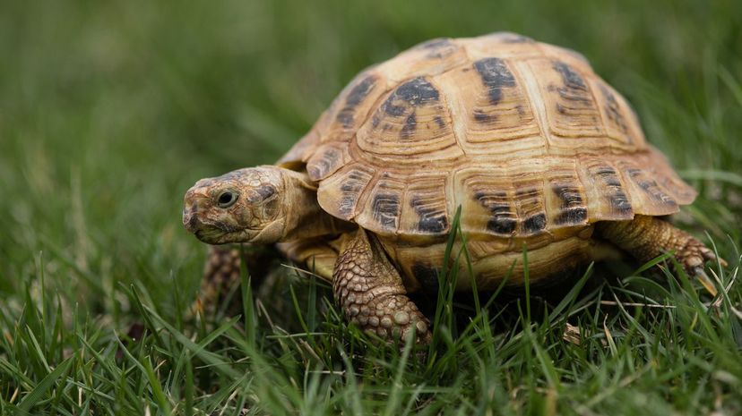 Tortoise