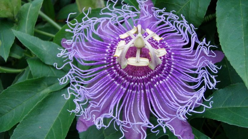 Passionflower