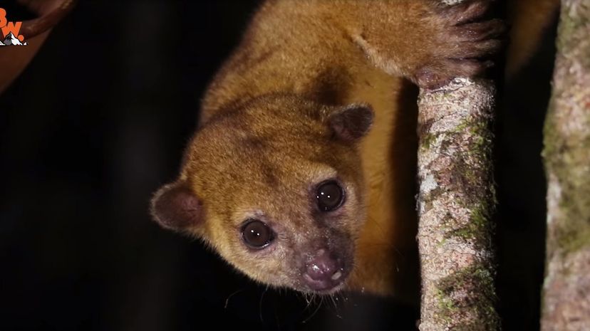 Kinkajou