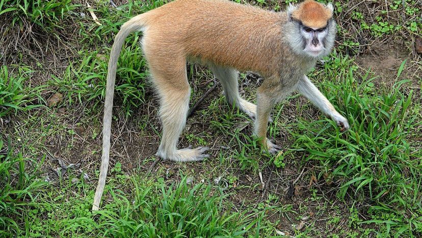 Patas_Monkey