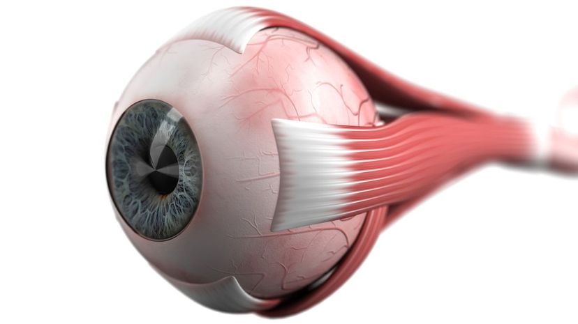Q 21 Eye system