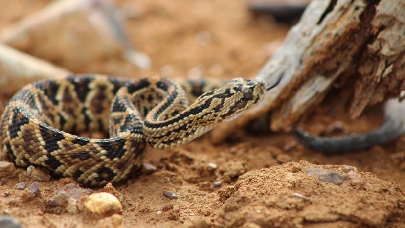 tropical rattlesnake