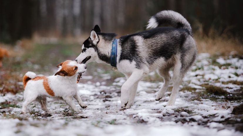 Puppies! Can You Identify Each Dog Breed From Just One Image?