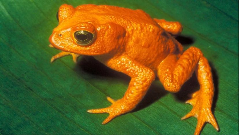 The Golden Toad