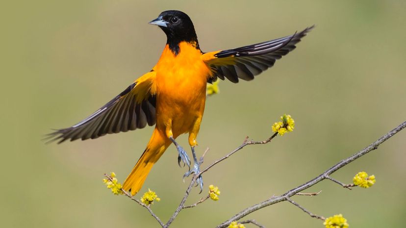 Baltimore oriole