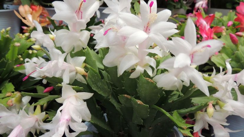 christmas cactus