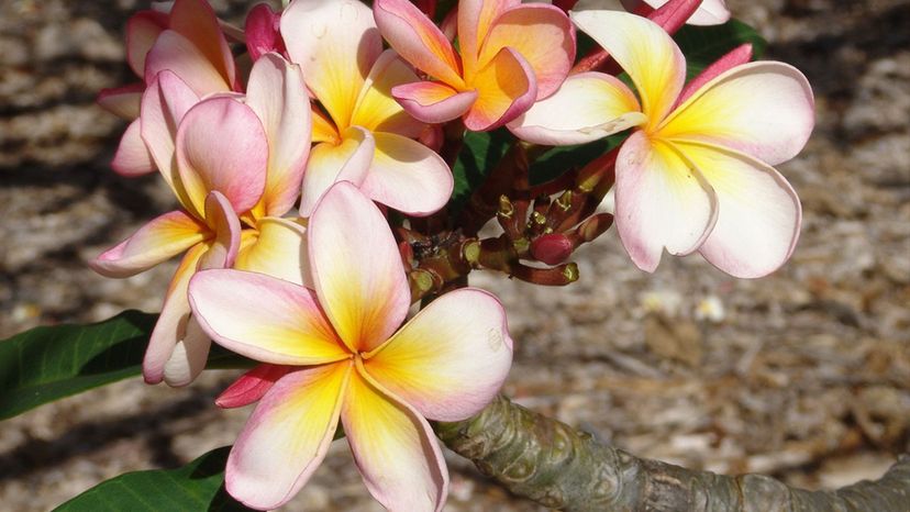 Plumeria (flores mayo)