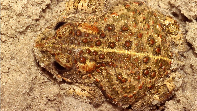 Natterjack Toad