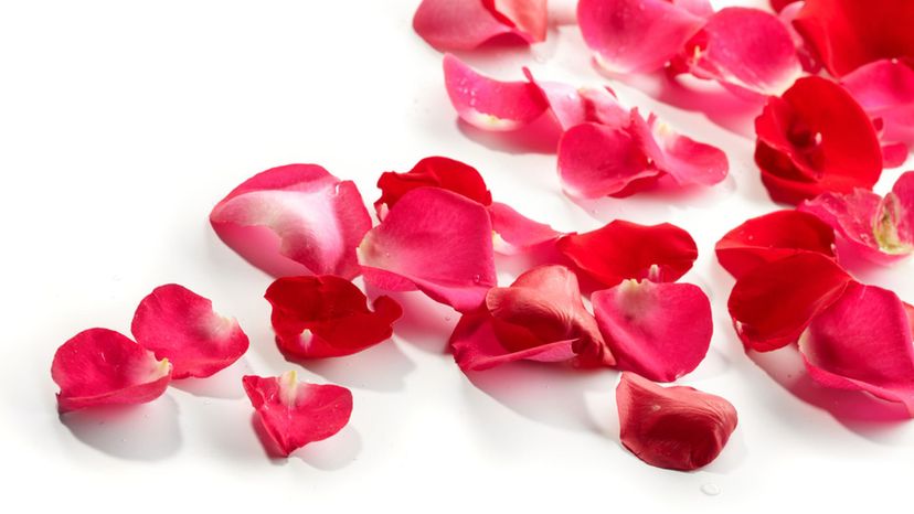 flower petals