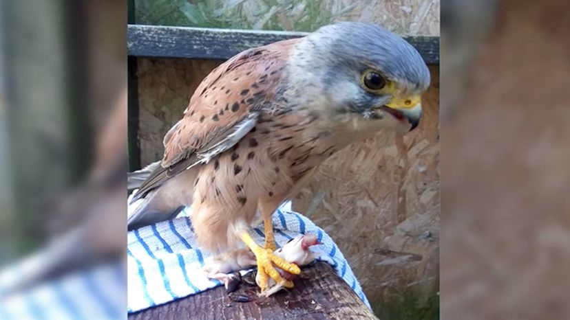 Fox Kestrel