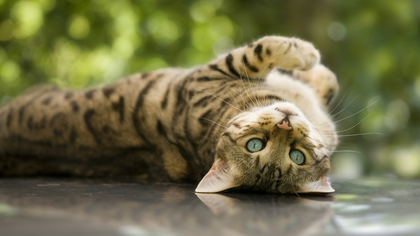 Bengal cat