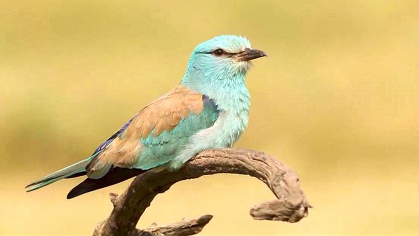 European Roller