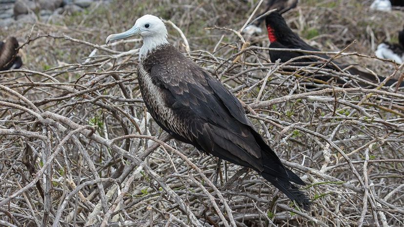 Magnificent Frigatebird