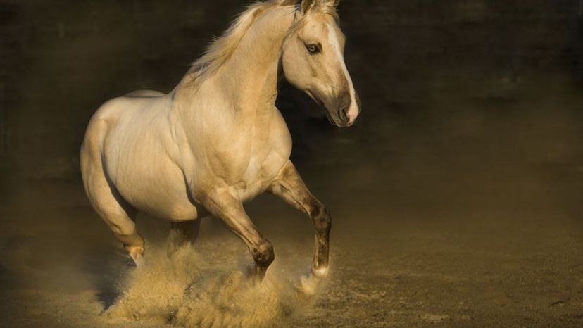 American Quarter Horse