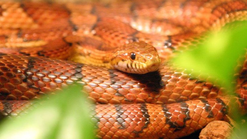 Corn Snake