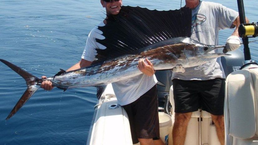 Sailfish