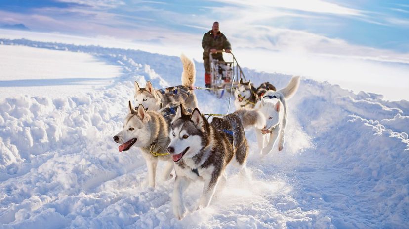 Could Your Dog Run the Iditarod?