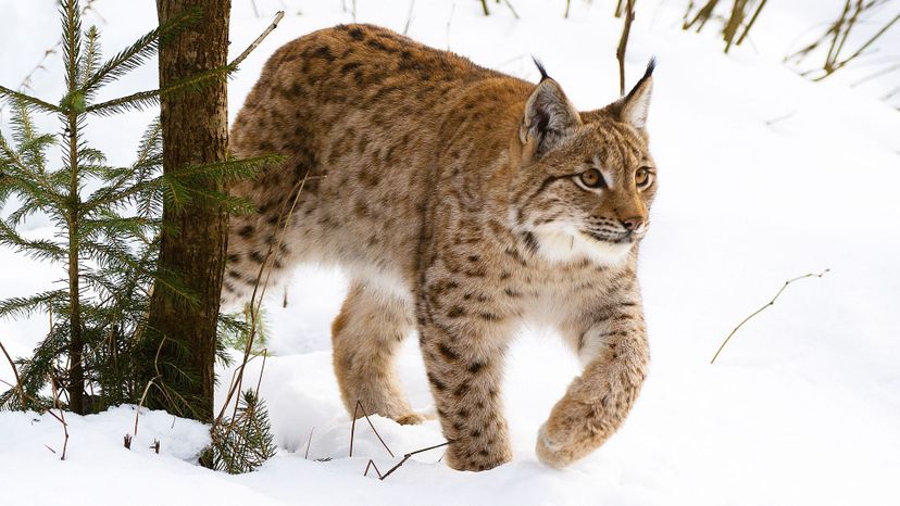 Eurasian lynx