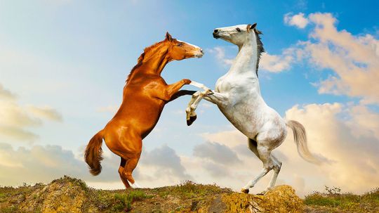 What's Your Spirit Animal When You're in a Relationship?