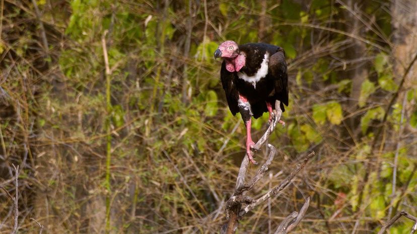 Red-Headed-Vulture