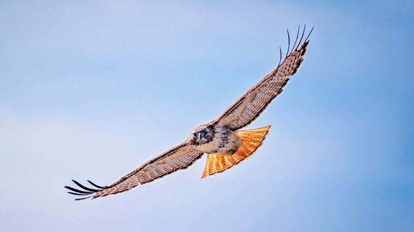 Red-tailed hawk