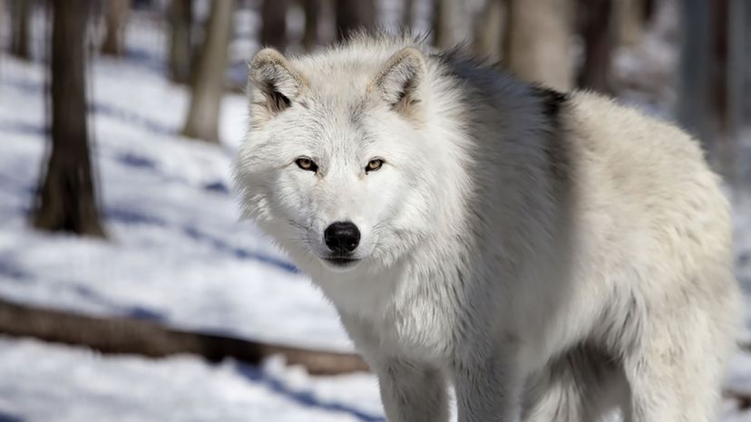 Tundra Wolf 1