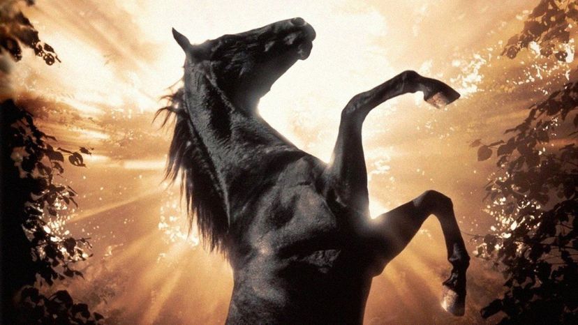 Which Famous Horse Are You?