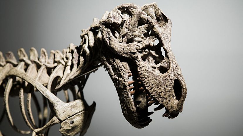 1 dinosaur