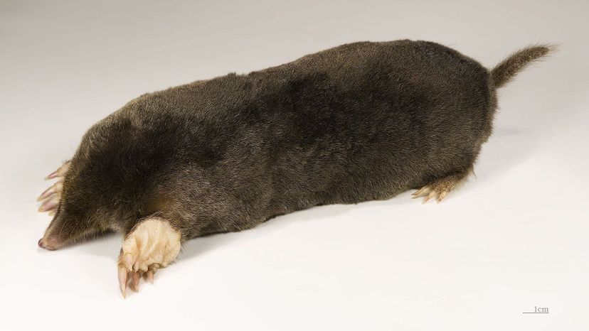 European Mole