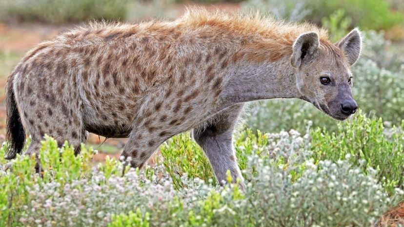 Spotted Hyena