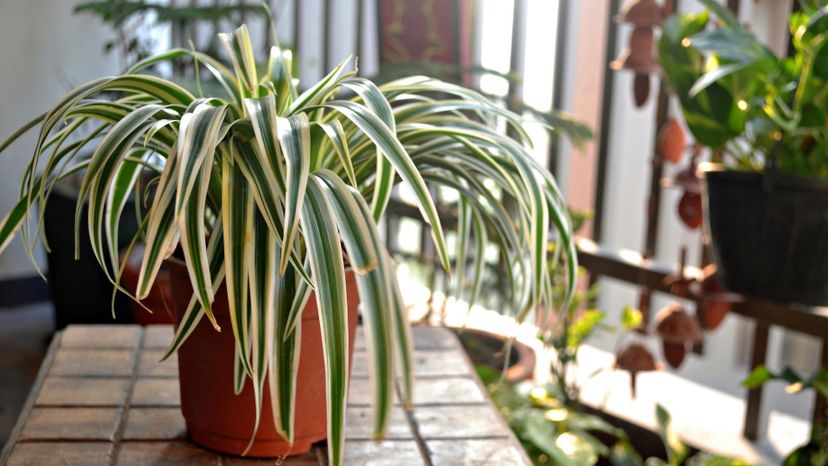 SPIDER PLANT