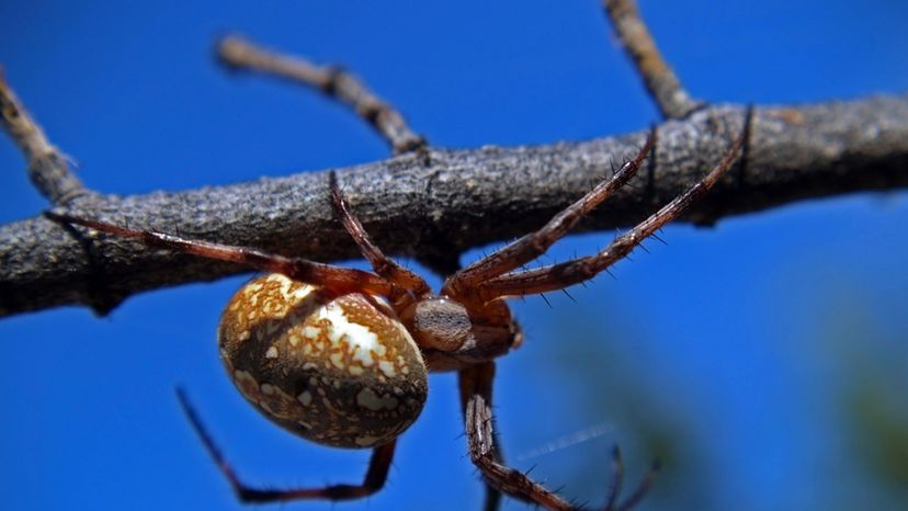 Western Spotted Orb Weaver