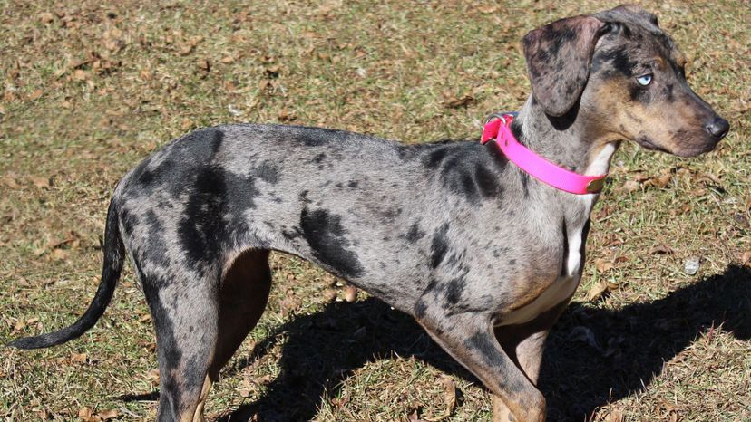 Catahoula Leopard Dog