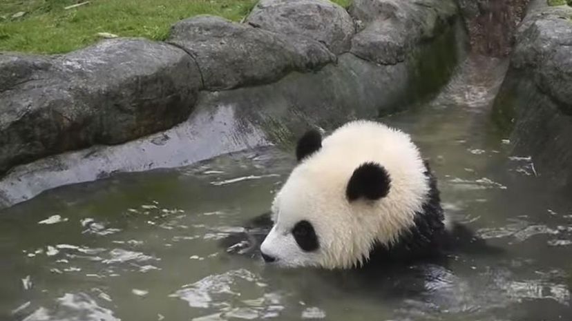Giant panda swim