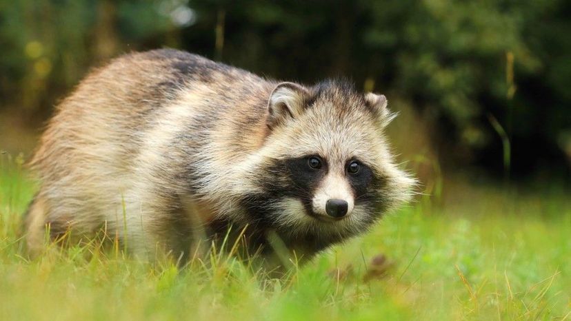 Raccoon Dog