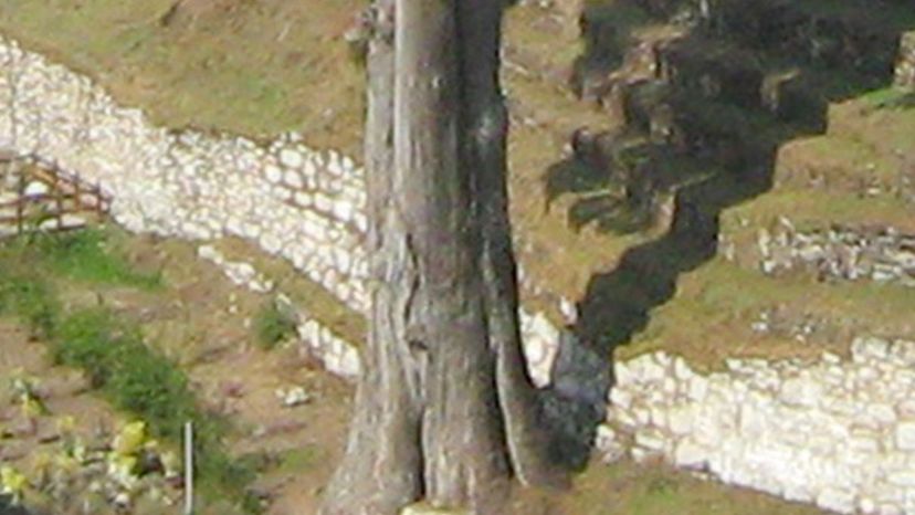 Bhutan cypress