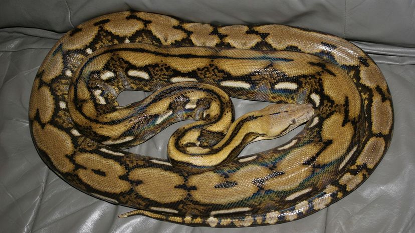 Reticulated Python