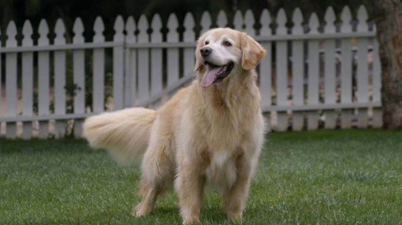 13 Golden retriever