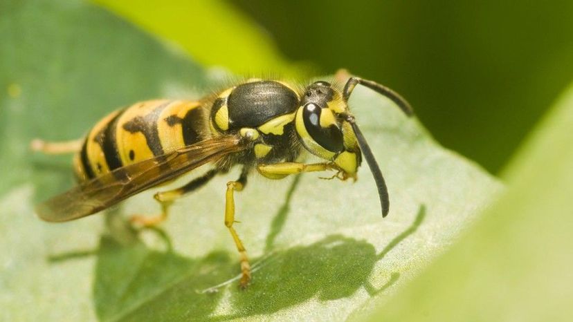 German Yellowjacket