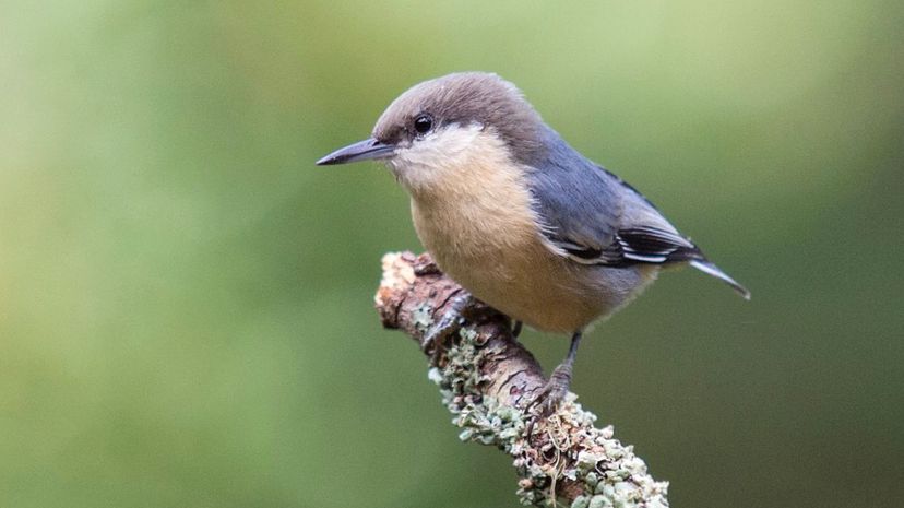 Pygmy nuthatch