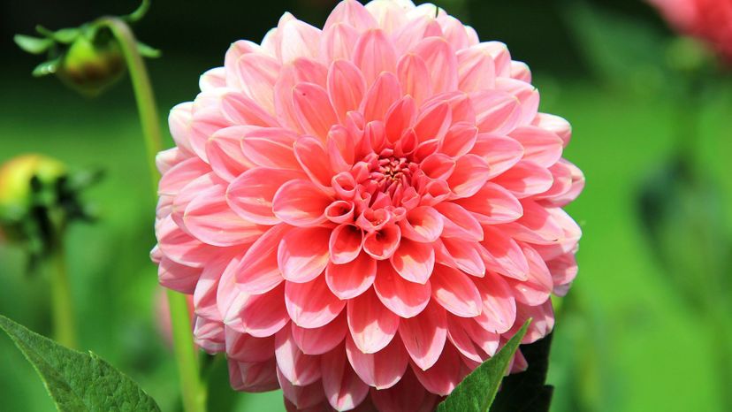 dahlia