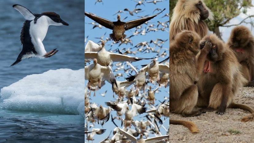 96% of People Don't Know All of These Animal Group Names! Do You? | Zoo