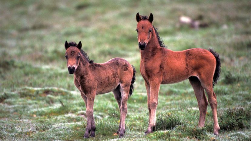 Exmoor pony