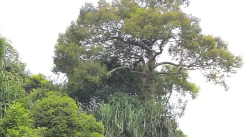 Meranti Tree