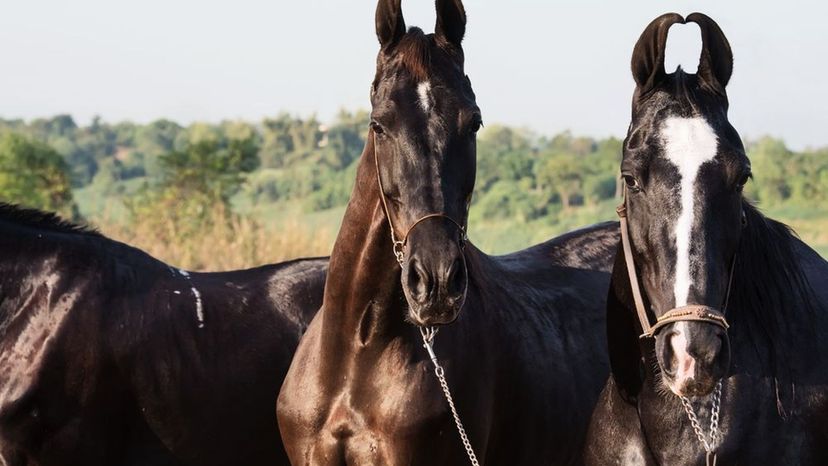 Marwari Horse