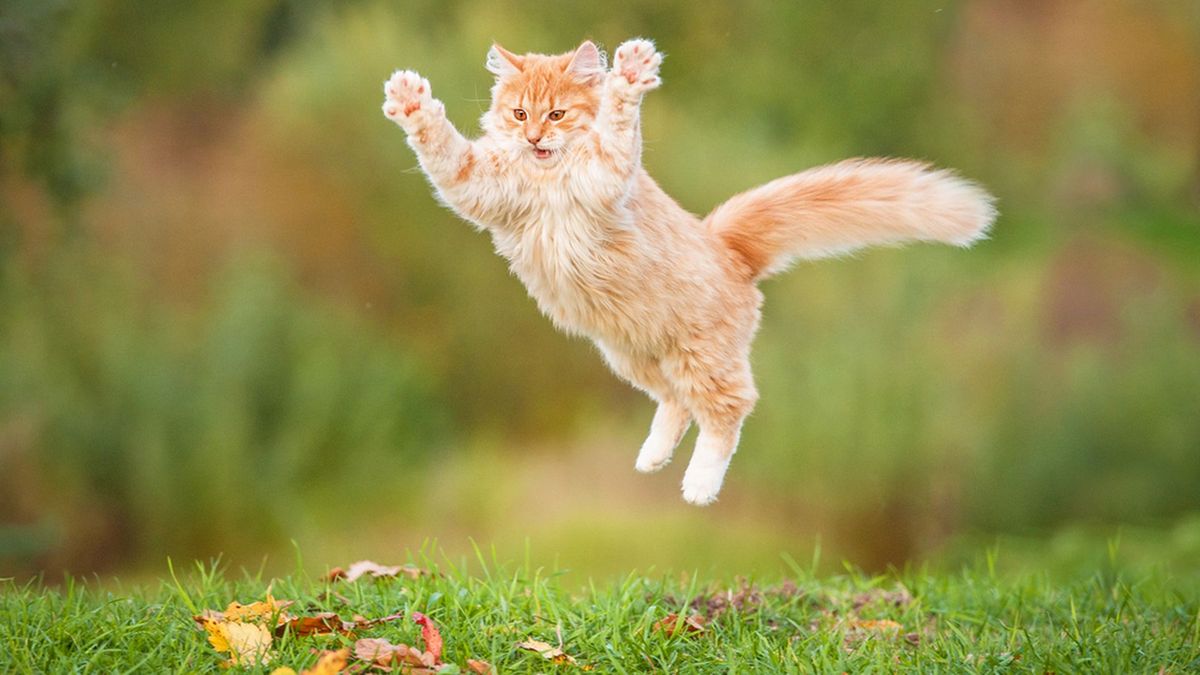 Which Cat Is Your Spirit Animal? Zoo